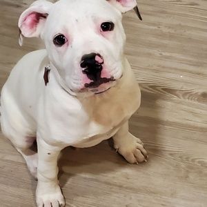 Meet your Posher, Antwan